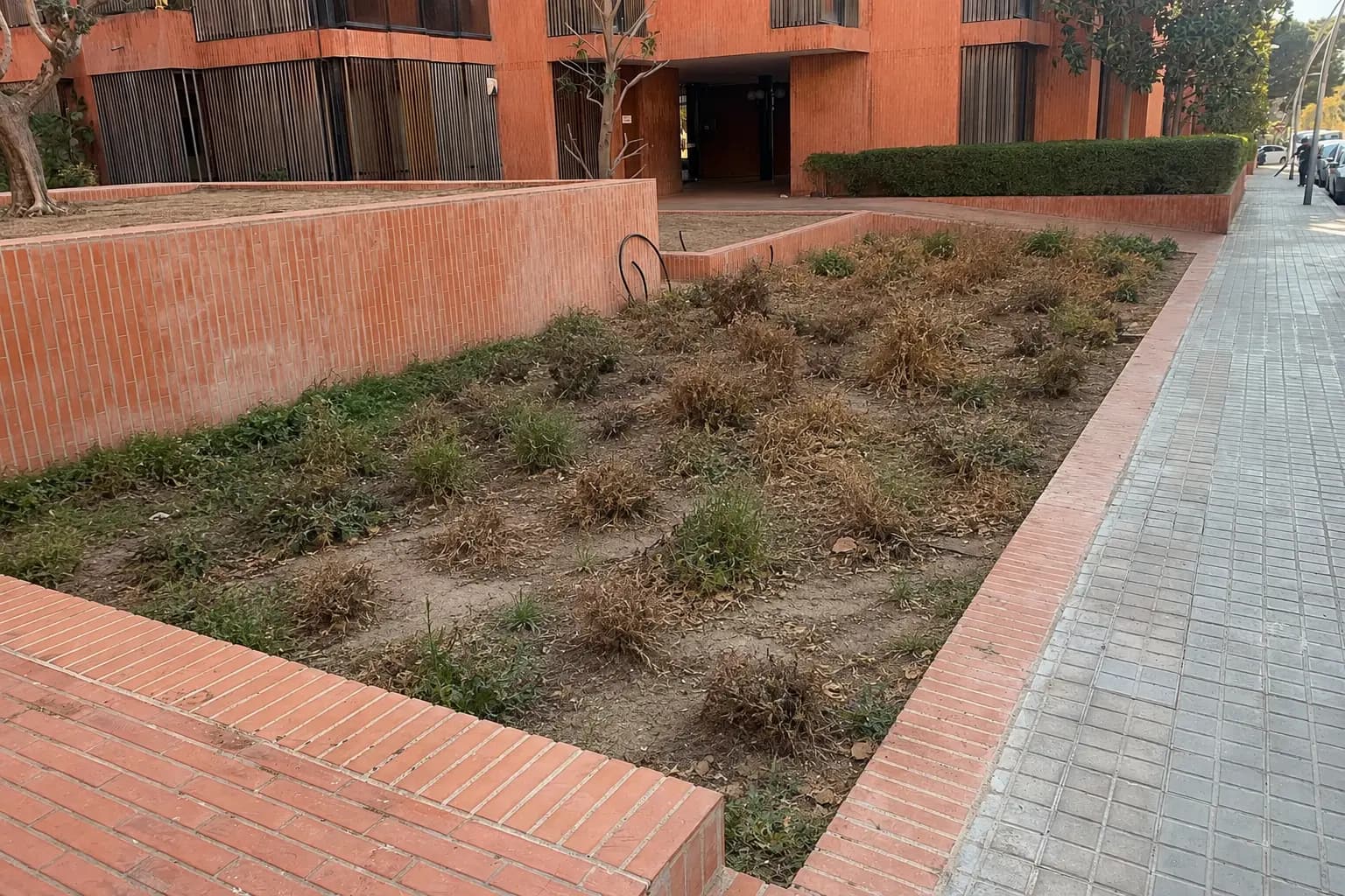 Arbolado reciÃ©n implantado durante la renovaciÃ³n de un acceso comunitario