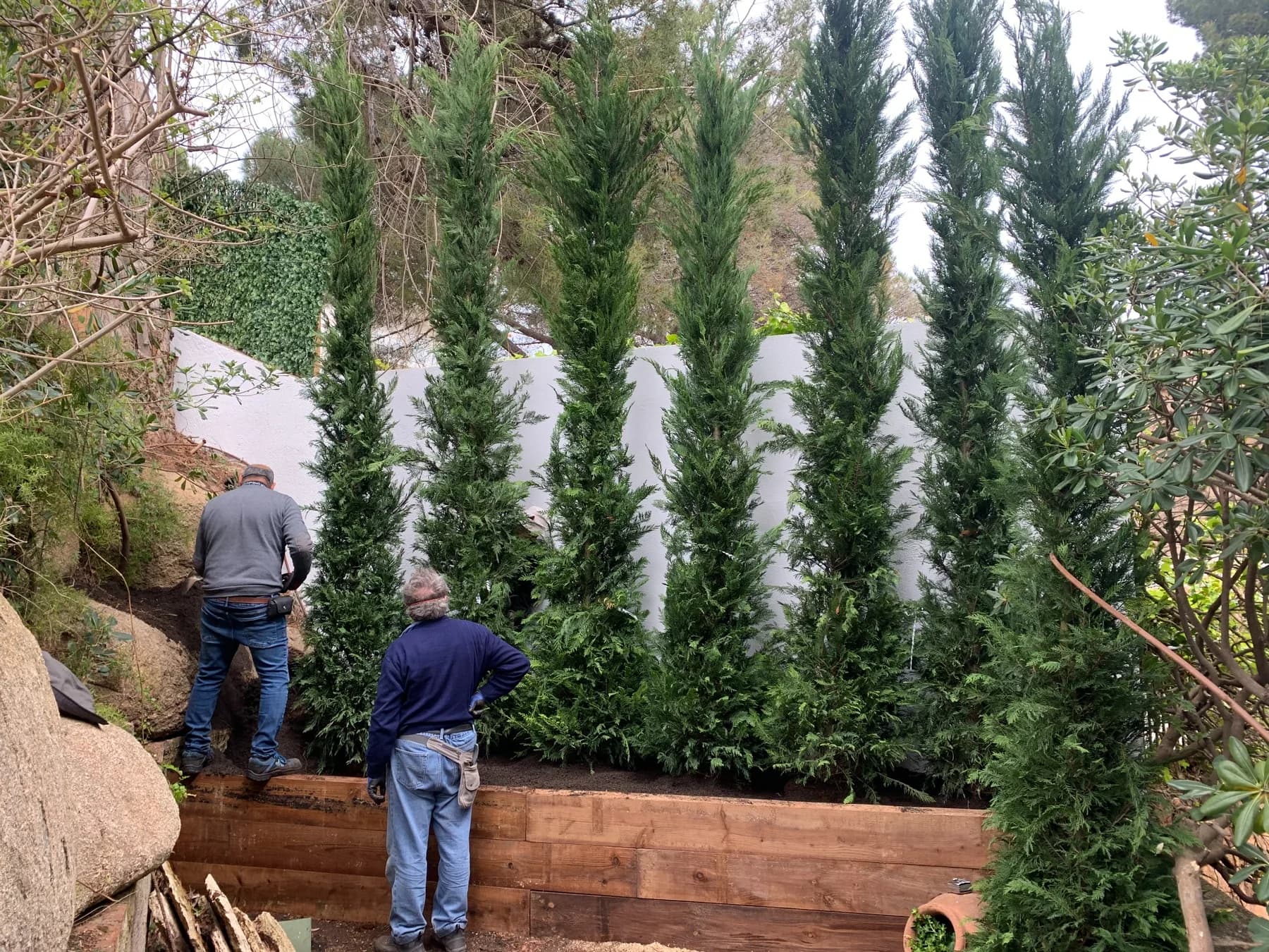 Equipo trabajando en la instalación de cipreses