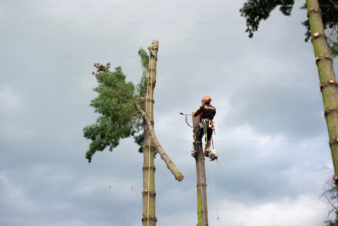 Equipo trabajando en la plantaciÃ³n de cipreses