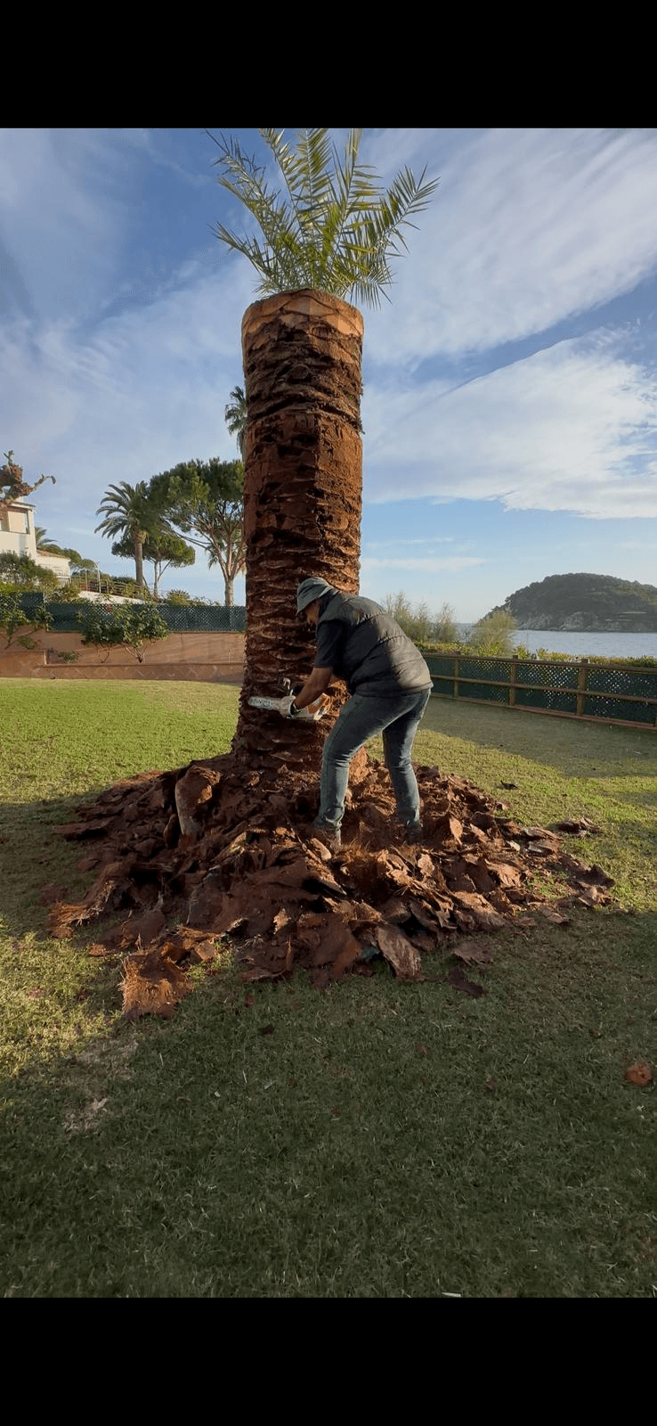 Operario saneando el tronco de una palmera con herramienta profesional